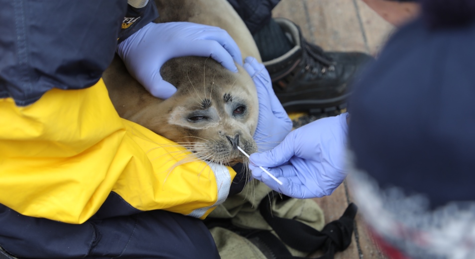 Компания NCOC N.V. инициировала проведение комплексных исследований популяции каспийского тюленя 