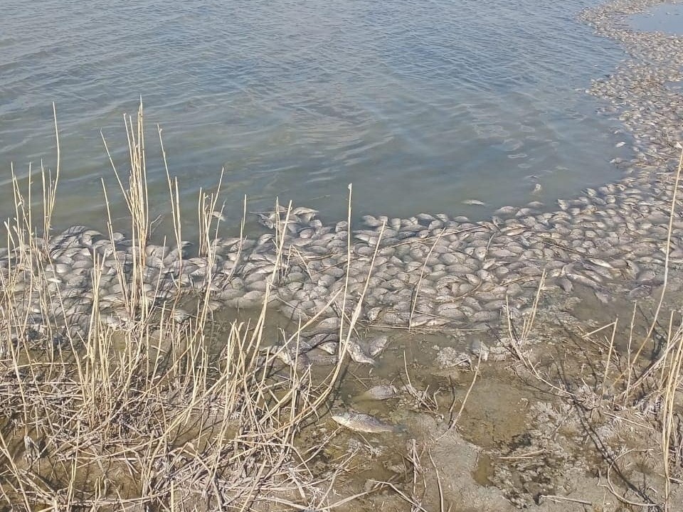 Около полутонны рыбы погибло в озере Восточного Казахстана  