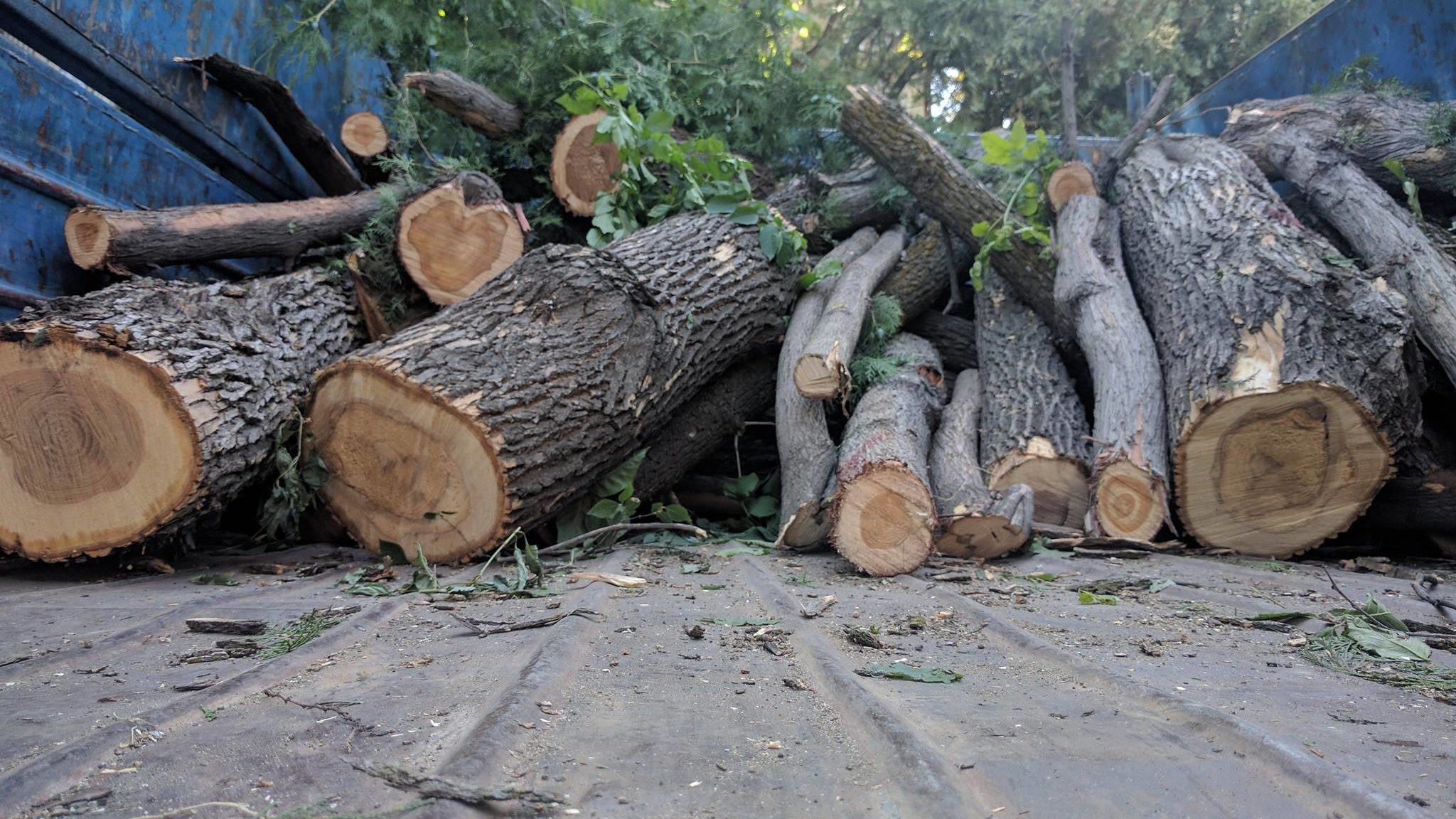 За незаконную вырубку деревьев ужесточили наказание