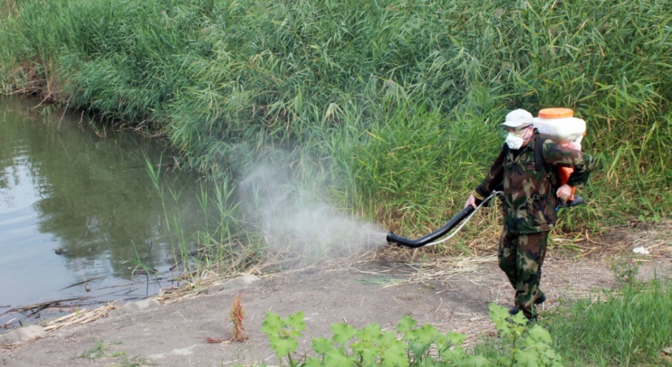 1,5 млрд тенге на борьбу с комарами направит акимат Павлодарской области 