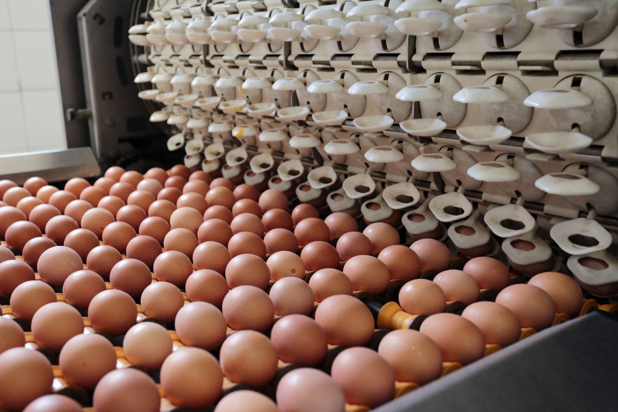 Минсельхоз ответил на просьбу птицефабрик поменять категорию социального яйца