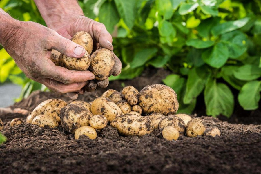 В Павлодарской области увеличили посевы гречихи и картофеля