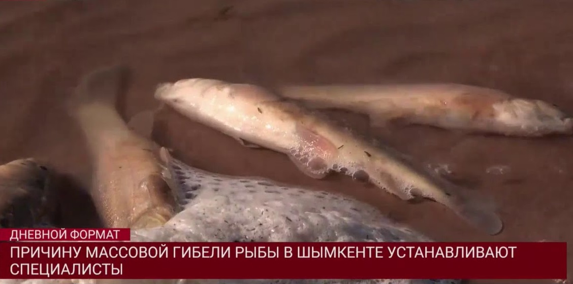 Причину массовой гибели рыбы в Шымкенте устанавливают специалисты  