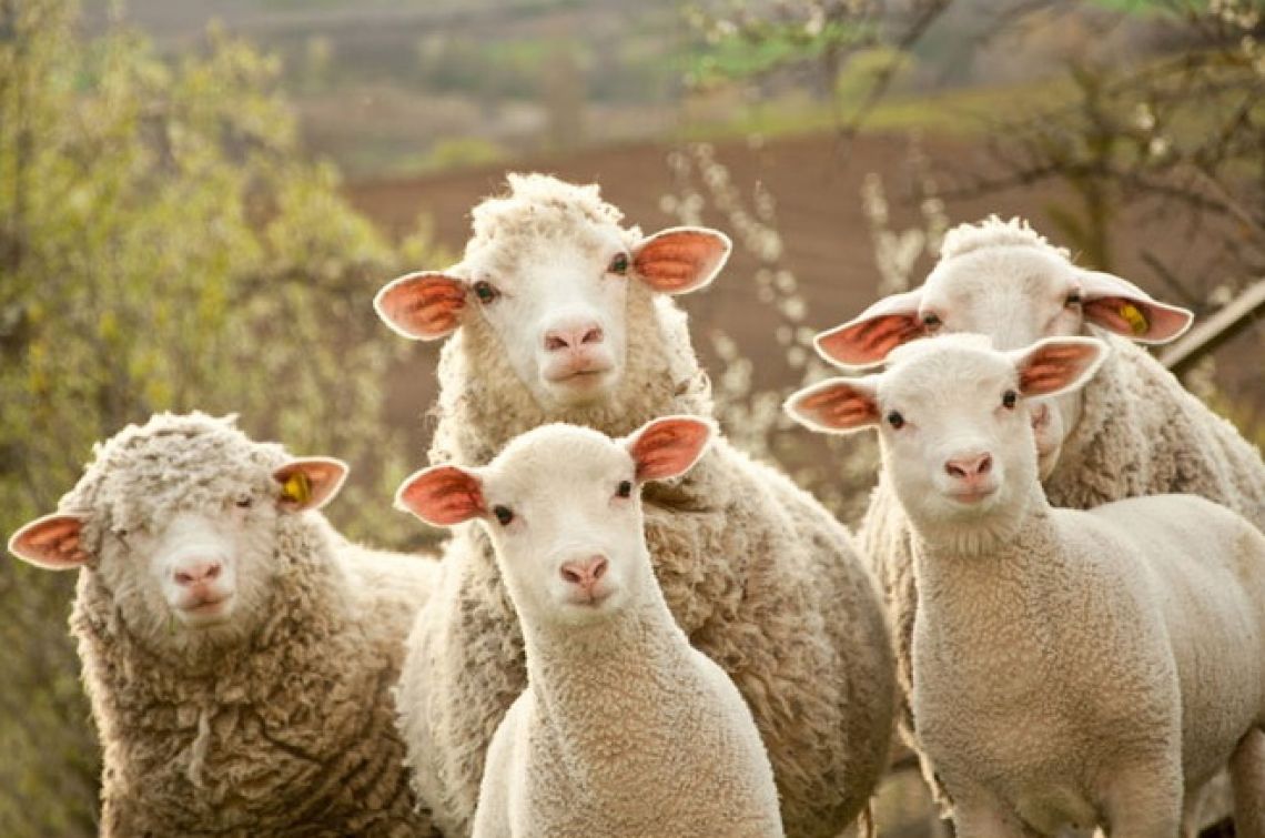 В Казахстане планируют прокредитовать 11 000 хозяйств по овцеводству