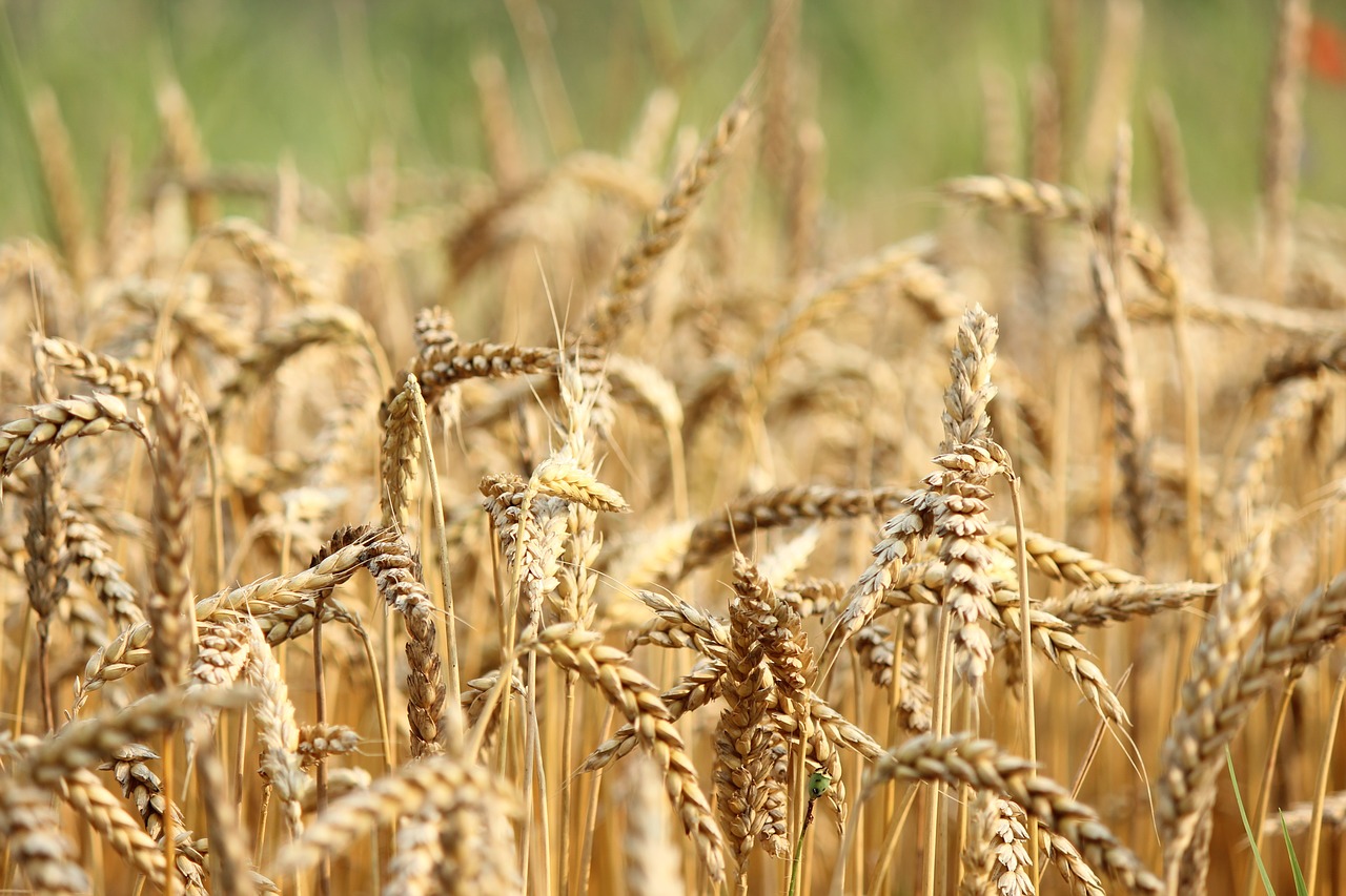 Цена на пшеницу достигла нового рекорда