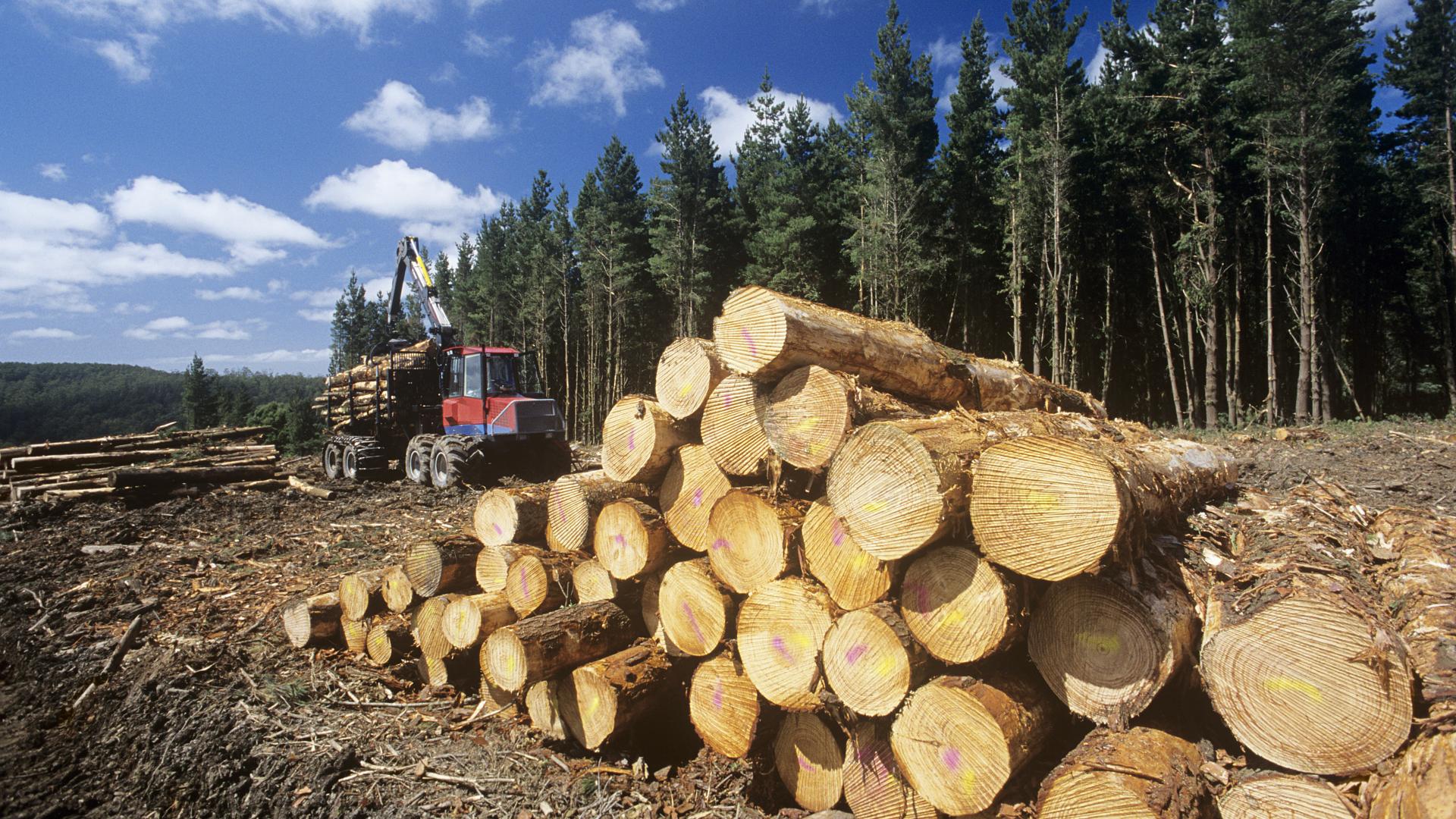 В Китае отмечен значительный рост лесных активов  