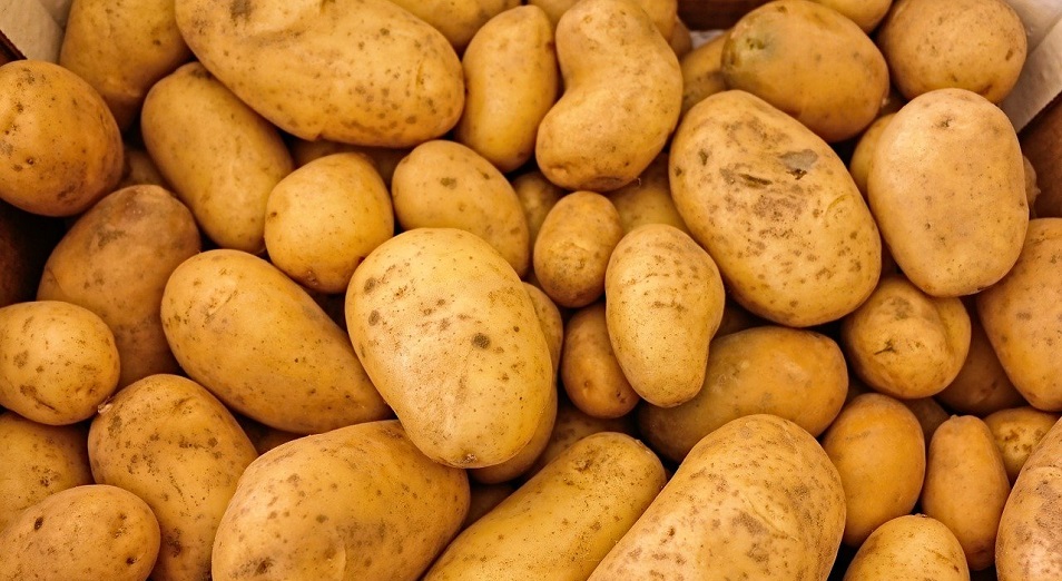 Цены на картофель начали снижаться – МСХ РК  
