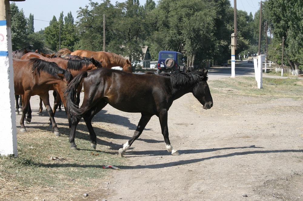 Өлген төрт жылқының иесіне айыппұл салынады