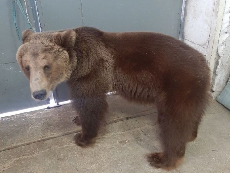 Объявление о продаже цирковых медведей появилось в Шымкенте 