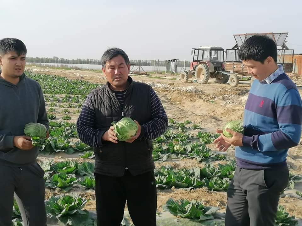Түркістан облысының шаруалары қырыққабаттың алғашқы өнімін экспорттады