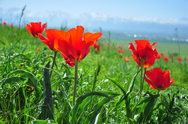 В Туркестане пройдет фотовыставка тюльпанов