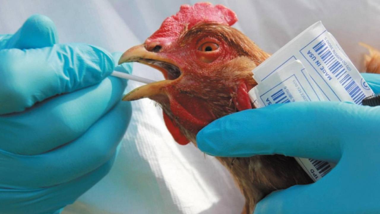Китайские эксперты полагают, что птичий грипп H5N8 может вызвать пандемию
