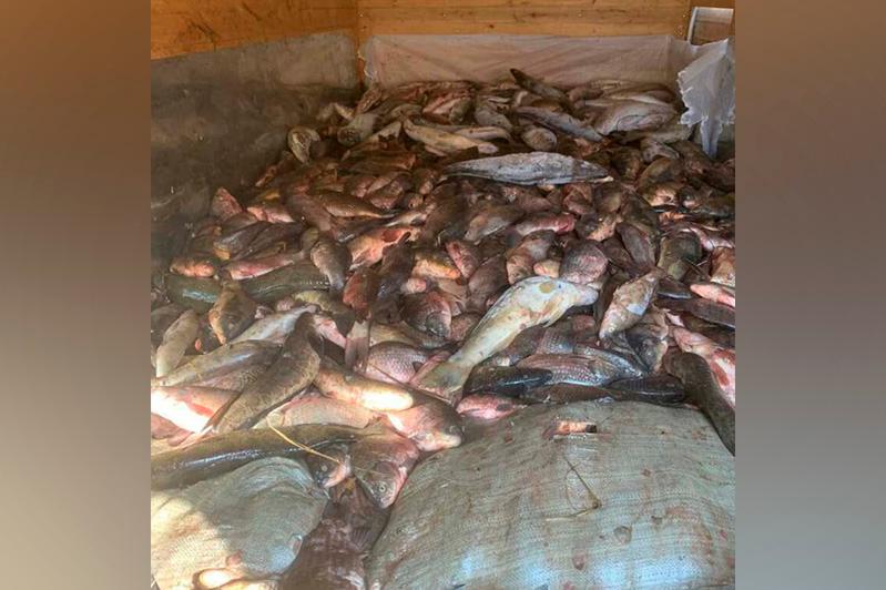 Три тонны рыбы изъяли у водителя "Газели" в Капшагае
