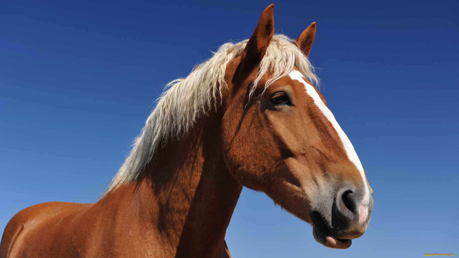 В Актау жители жалуются на "бесхозных" лошадей, объедающих деревья