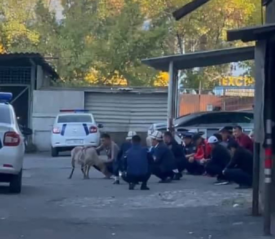 Сотрудники патрульной службы Кыргызстана принесли в жертву барана