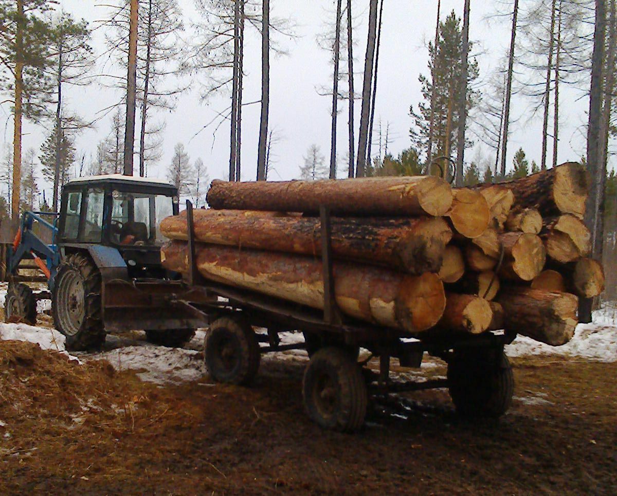 Павлодарские лесники подозреваются в краже леса на миллион тенге