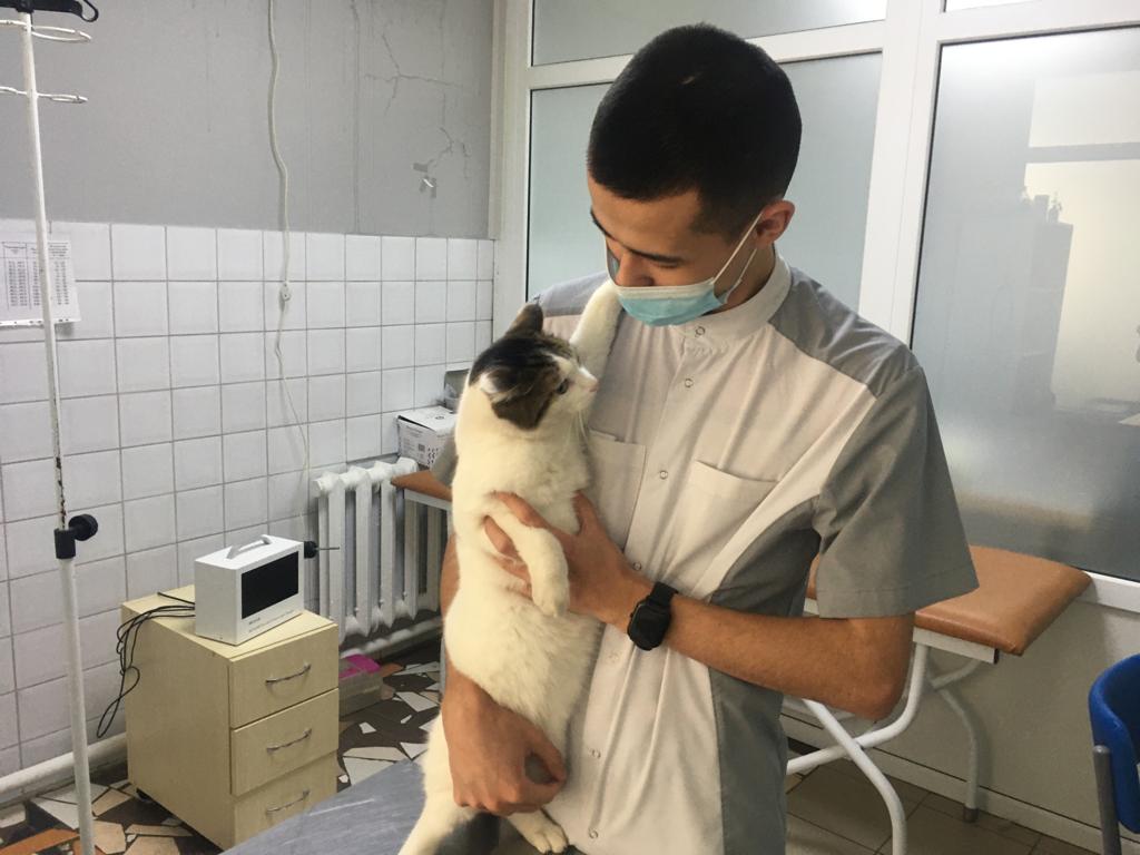В Павлодаре начнут стерилизовать бесплатно домашних животных 