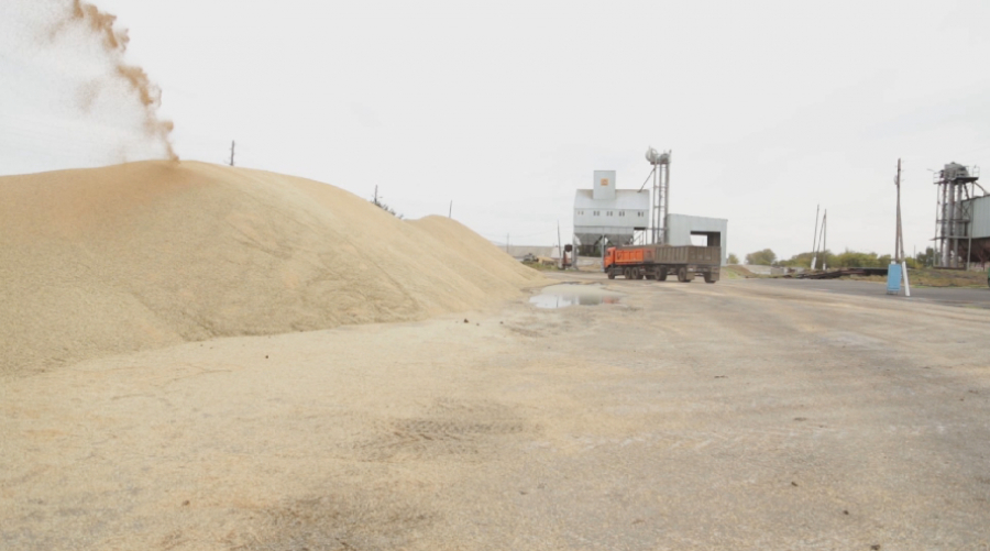 На четверть меньше пшеницы, чем в прошлом году собрали в Костанайской области