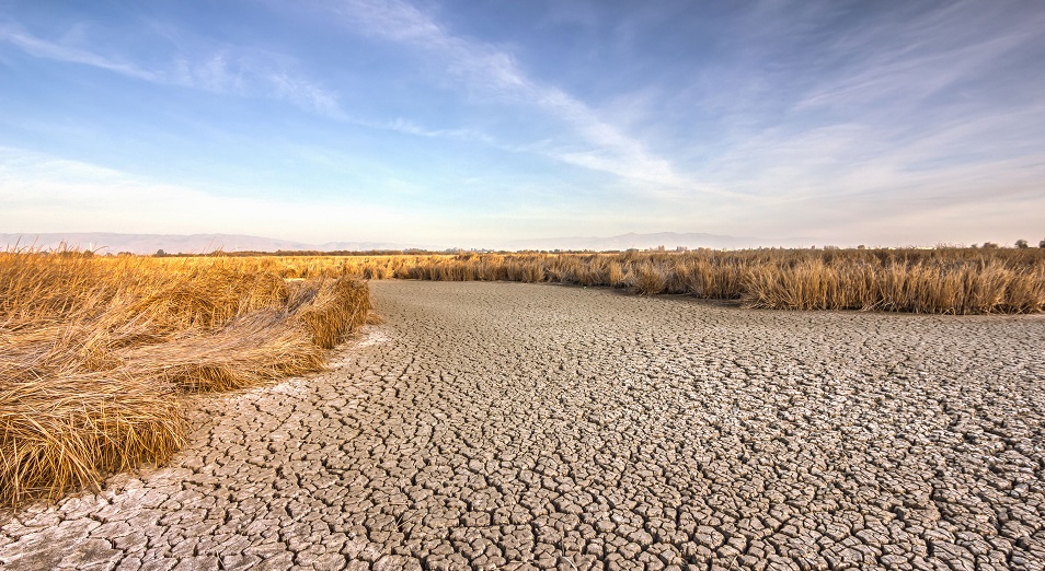 Засуха в Казахстане привела к низкой урожайности и оголила проблемы мясной отрасли 