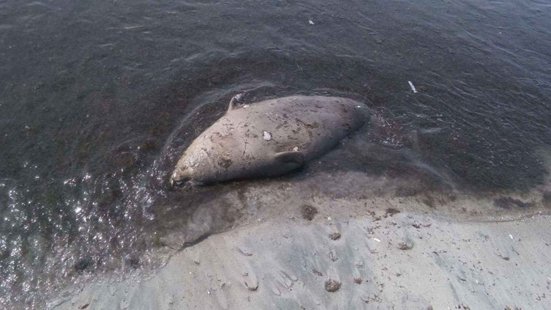 В минэкологии прокомментировали информацию о туше тюленя в Актау