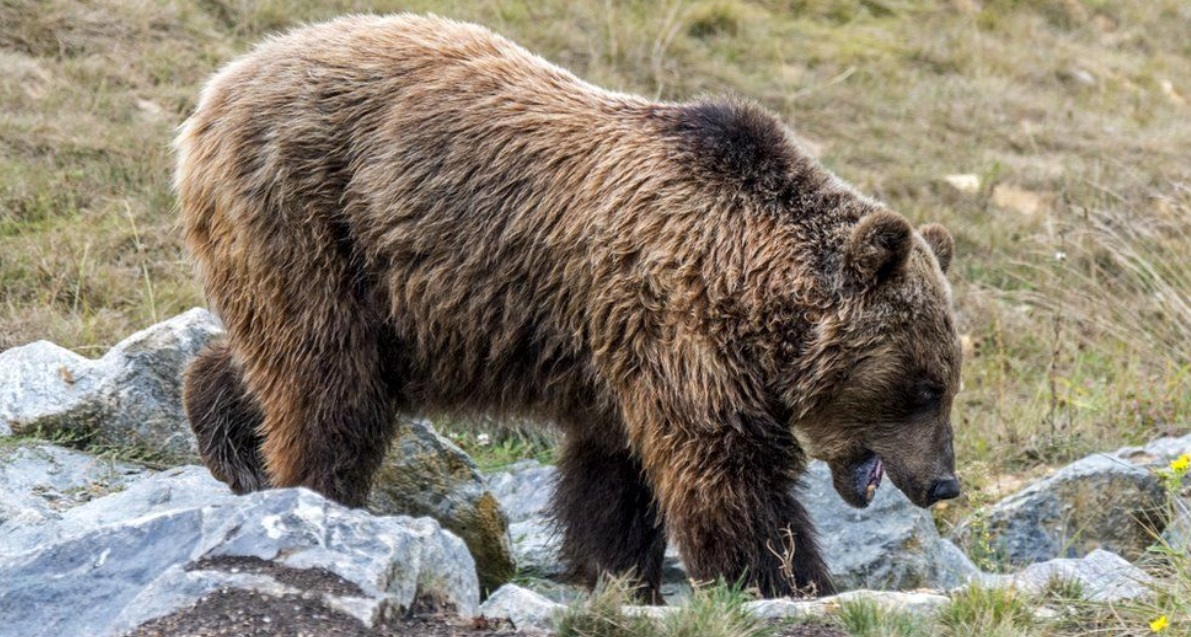 70-летний охотник застрелил медведя во Франции