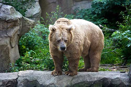 Редкого медведя встретили альпинисты в горах Туркестанской области |  Inbusiness.kz