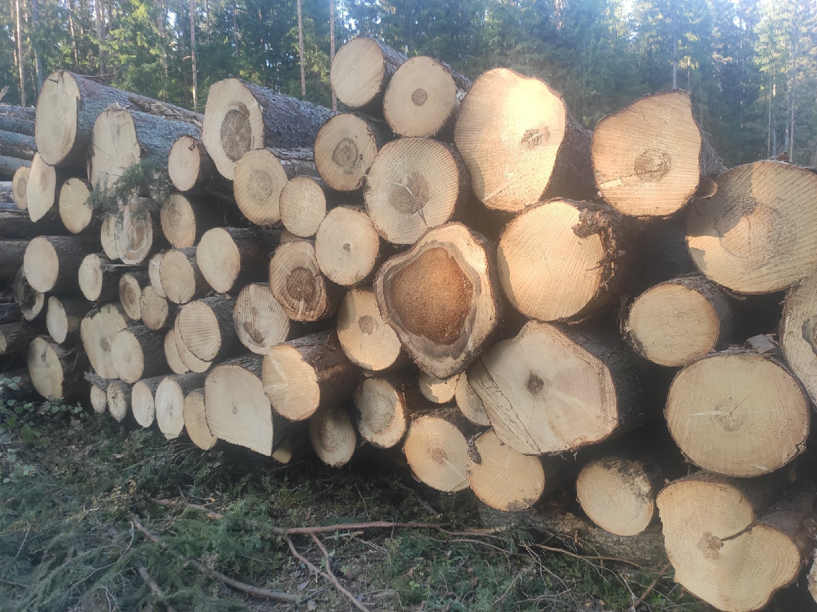 Российского предпринимателя наказали за контрабанду леса в Казахстан