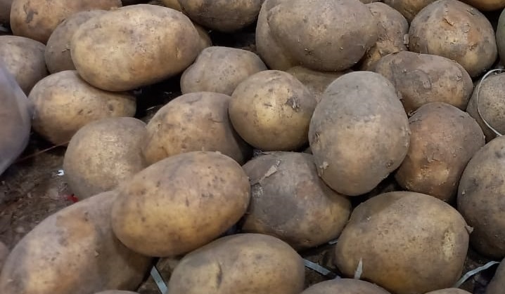 Американцы заинтересованы в импорте павлодарского картофеля