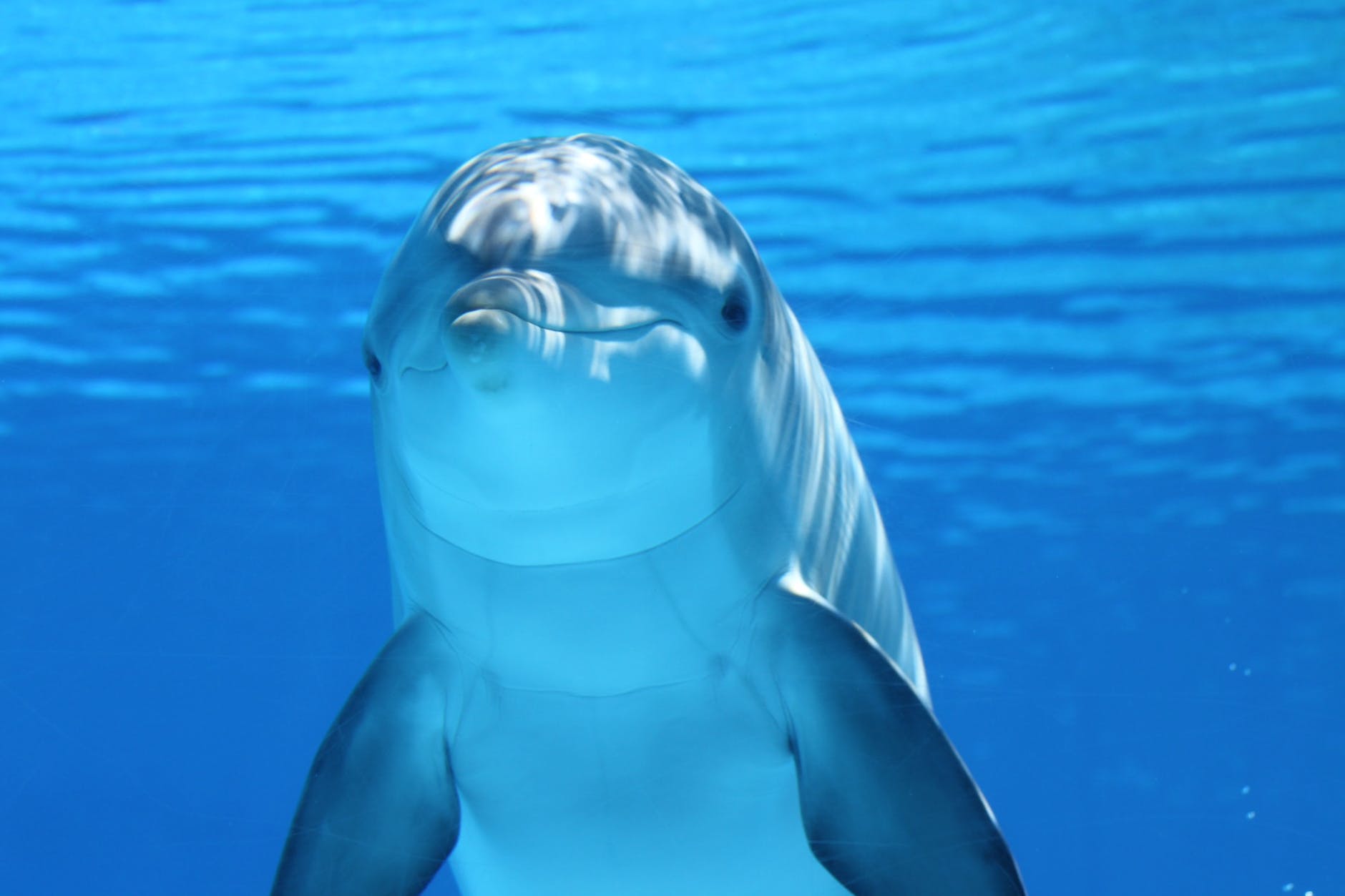 Видео с "дельфинами на Алаколе" распространяют казахстанцы
