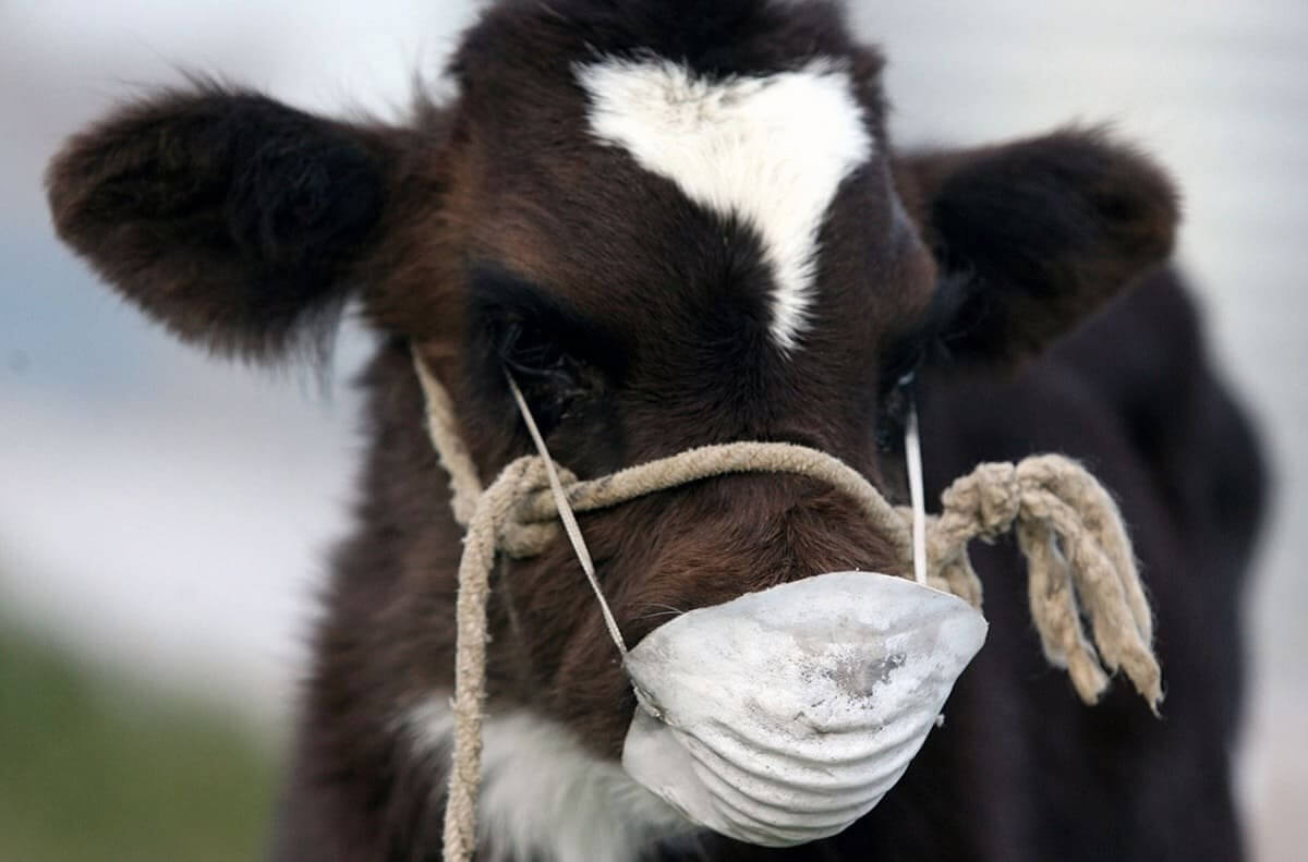 У коров отваливаются языки – жители села в Павлодарской области в панике