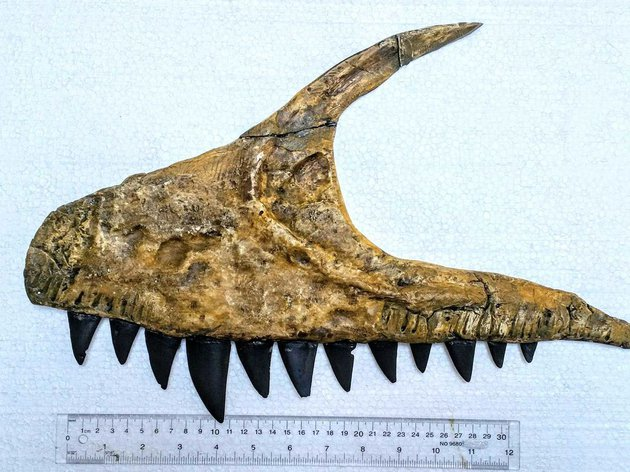 "Улугбегзавр узбекистаненсис" назвали динозавра, чьи останки нашли в Узбекистане