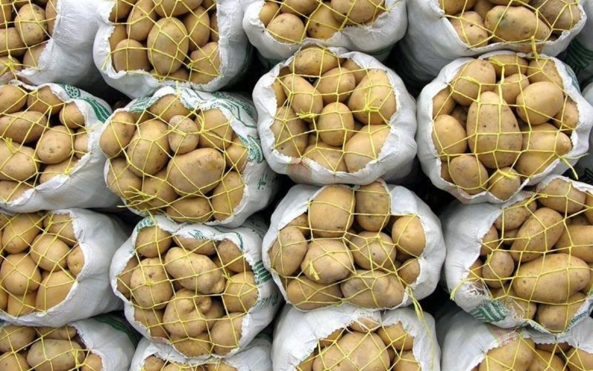 Минсельхоз увидел угрозу массового вывоза казахстанского картофеля за границу