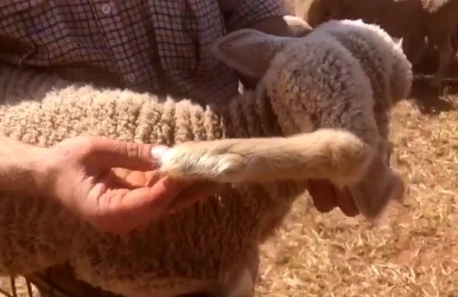 Ягненок с ногой на голове родился в Австралии. Видео