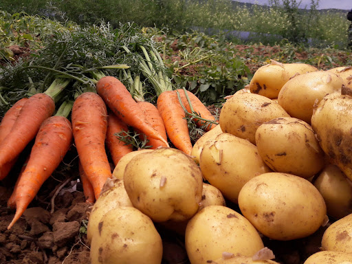Горы выброшенных овощей сняли на видео в Павлодарской области