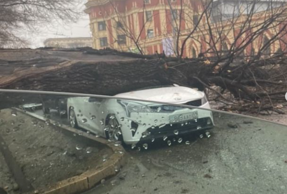 Дерево рухнуло на иномарку в Алматы – фото