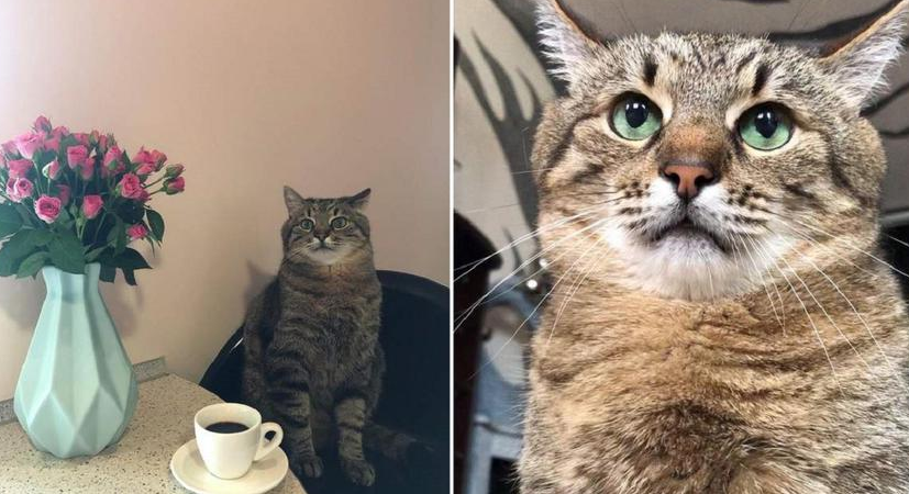 Бритни Спирс опубликовала фото кота из Украины и набрала 1,2 млн лайков