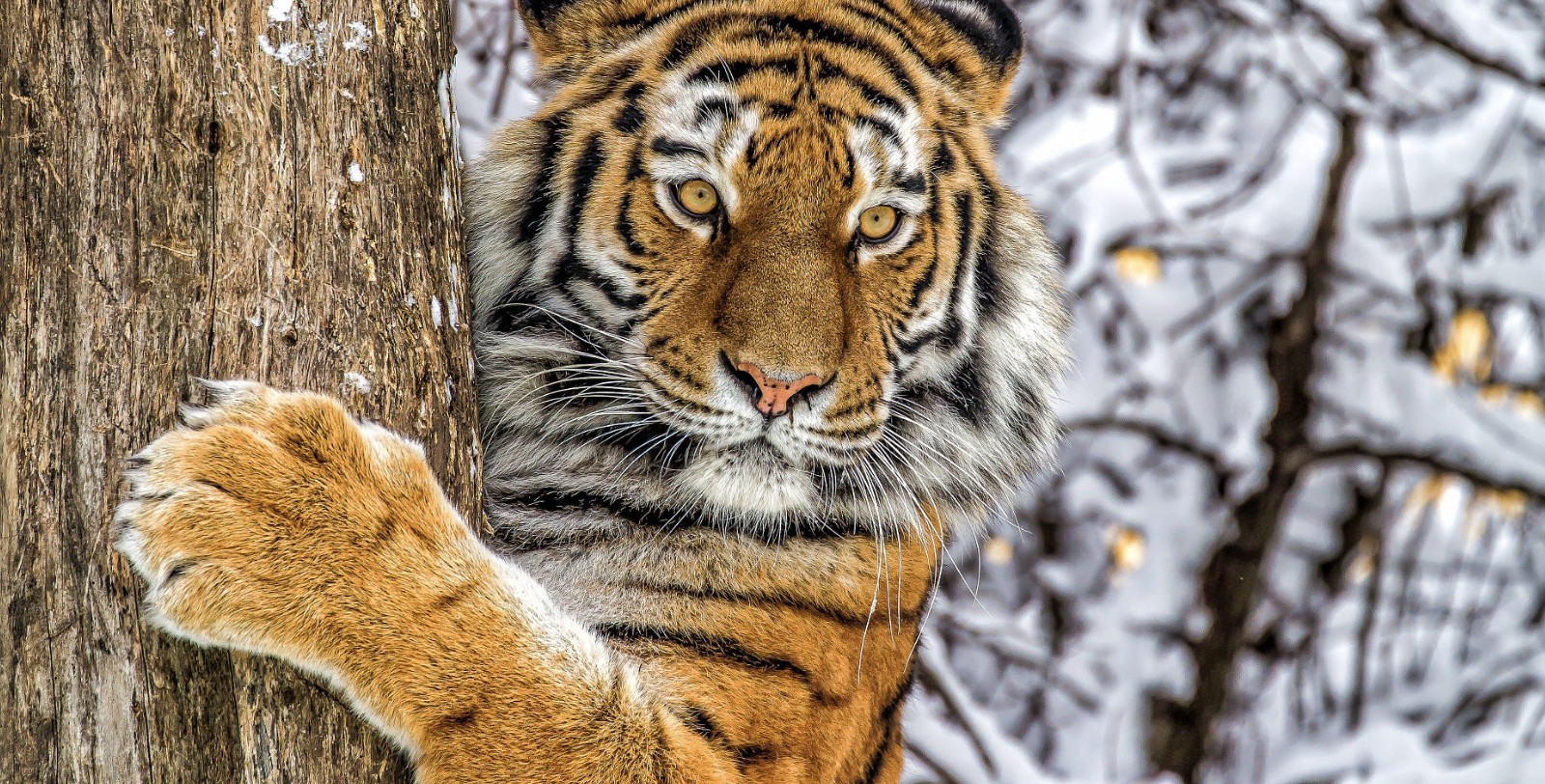 Лада и Бентли: тигров-нелегалов из Нур-Султана поселили в алматинском зоопарке