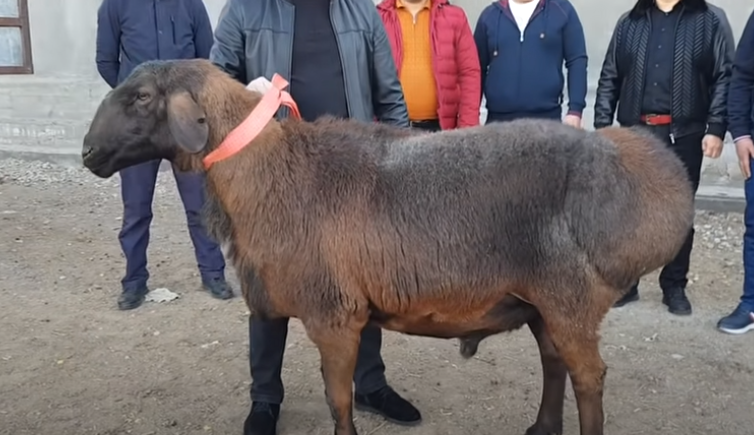 Уникальная сделка: в Туркестанской области барана продали за 40 тыс. долларов