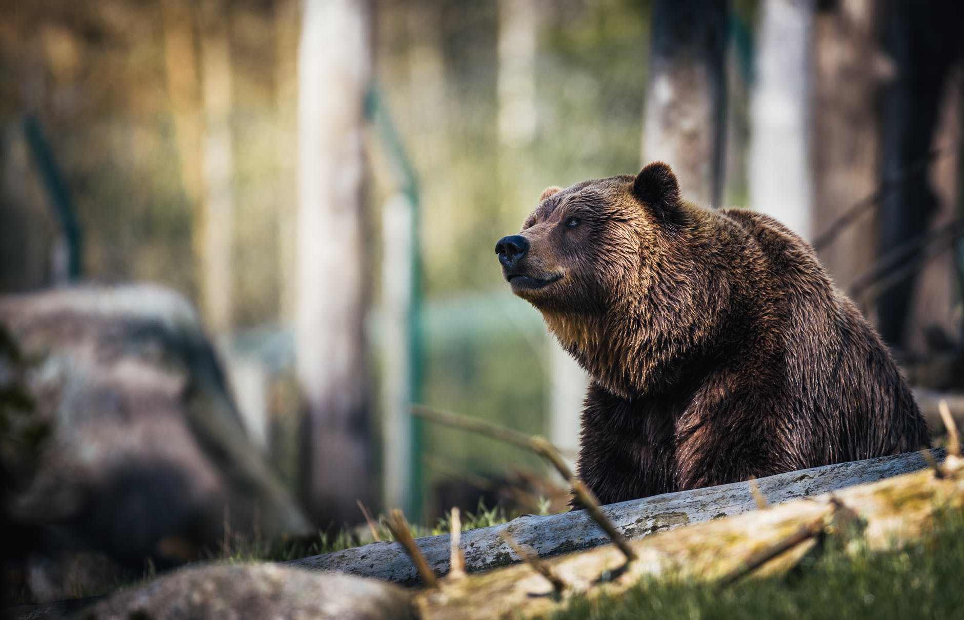 На Аляске случайно спасли мужчину, неделю отстреливавшегося от медведя