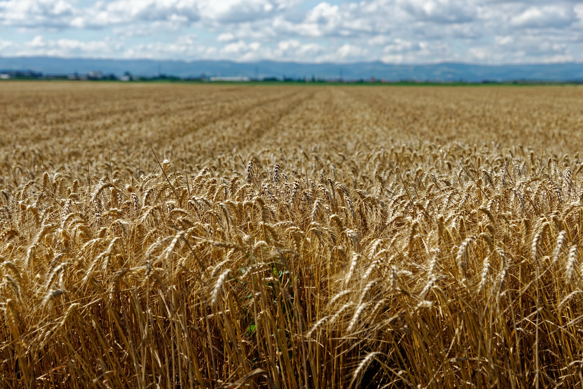 Минсельхоз США не меняет прогноз по казахстанской пшенице 