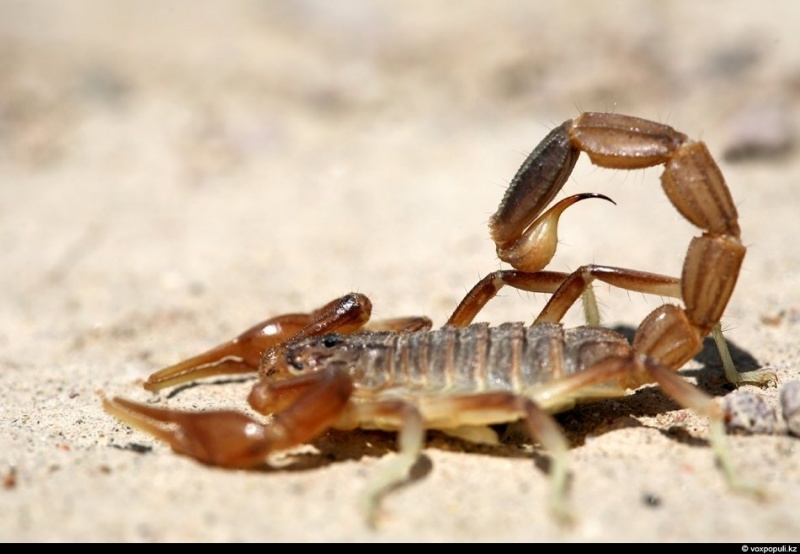 Атака скорпионов: в Атырауской области от укусов насекомых пострадали 23 человека