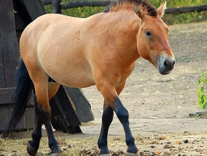 Лошади Пржевальского могут вернуться в естественную среду обитания