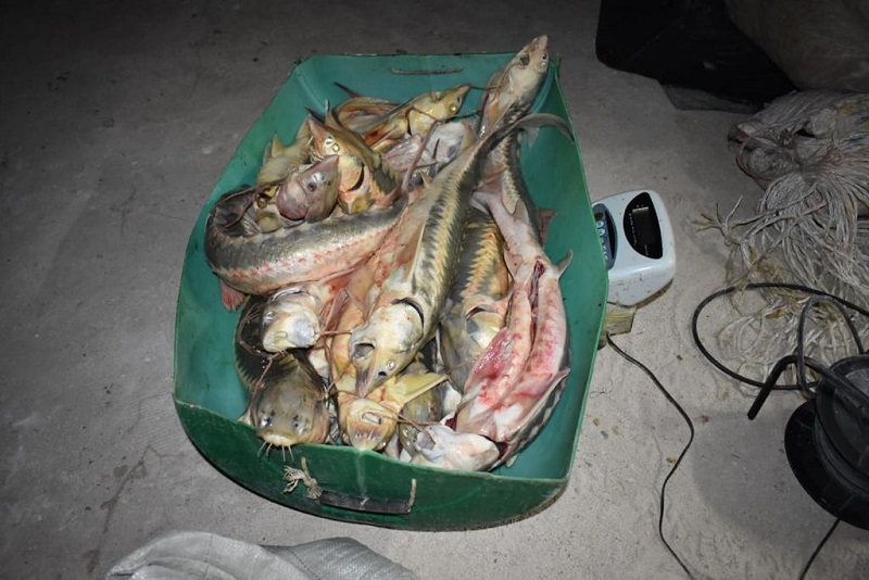 В Мангистау у браконьеров изъяли краснокнижную рыбу