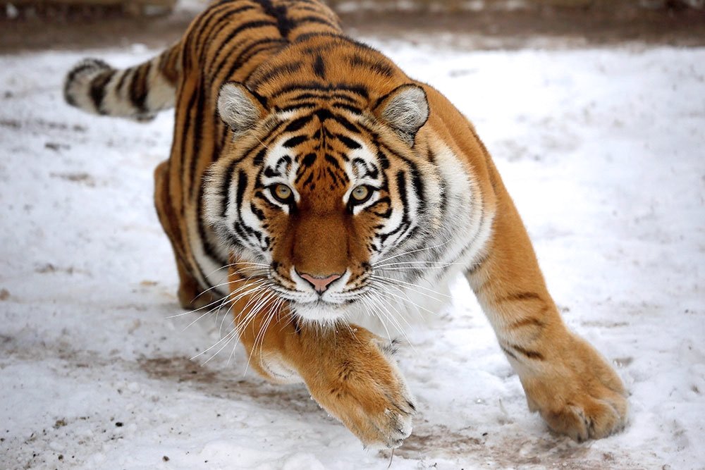 В Приморье убили амурского тигра, занесенного в Красную книгу